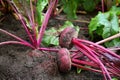 Beetroot in the ground