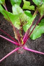 Beetroot in the ground