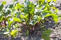 Beetroot growing in the garden Royalty Free Stock Photo