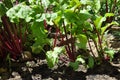 Beetroot growing in ground in a vegetable garden