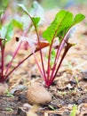 Beetroot growing in an organics farm