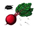 Beetroot hand drawn vector illustration. Vegetable drawing.