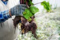 Beetroot in the hands of a farmer. Large deformed beetroot in a bundle. Beet deformation due to dense soil Royalty Free Stock Photo