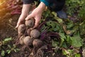 Beetroot harvest in farmer hands in garden. Harvesting organic vegetables Royalty Free Stock Photo