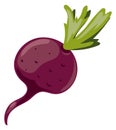 Beetroot icon. Sweet root vegetable with green leaf