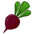 Beetroot Royalty Free Stock Photo