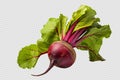 Beetroot isolated on transparent background Royalty Free Stock Photo