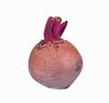 Beetroot isolated white background Royalty Free Stock Photo