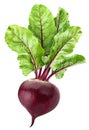 Beetroot isolated on white background with clipping path Royalty Free Stock Photo