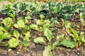 Beetroot and kohlrabi plants in a garden bed