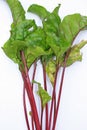 Beetroot Leaves Royalty Free Stock Photo