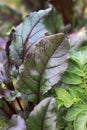 Beetroot leaves Royalty Free Stock Photo