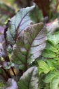 Beetroot leaves