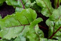 Beetroot leaves in the garden. Beetroots grown for edible root and colourful salad leaves. Organic food. Royalty Free Stock Photo