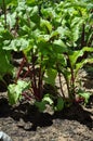 Beetroot leaves growing in a home vegetable garden