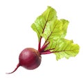 Beetroot with leaves Royalty Free Stock Photo