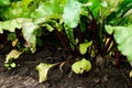 Beetroot patch Royalty Free Stock Photo