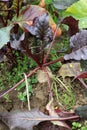 Beetroot plant