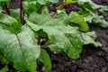 Beetroot plant with dew drops on the leaves in the garden