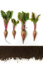 Beetroot. Plant and ground isolated on white background