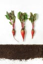 Beetroot. Plant and ground isolated on white background