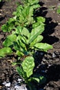 Beetroot plant growing in black earth, organic farming, rows in the field