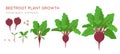 Beetroot plant growth stages infographic elements. Growing process of beets from seeds, sprout to mature plant with ripe