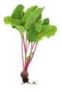 Beetroot Plant with Root Ball Organic Vegetable