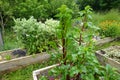 beetroot plant taking out flower stem to get seeds