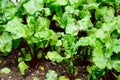 Beetroot plants.