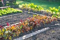 Beetroot plants on a vegetable garden ground