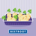 Beetroot on the plastic food packaging tray wrapped with polyethylene. Vector illustration Royalty Free Stock Photo