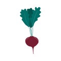 Beetroot, radish hand drawn illustration.