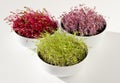 Beetroot, red cabbage, carrot microgreens in bowls front view Royalty Free Stock Photo