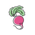 Beetroot RGB color icon Royalty Free Stock Photo