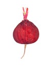 Beetroot section Royalty Free Stock Photo