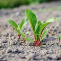 Beetroot sprout leaves in ground