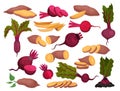 Beetroot and sweet potato set. Whole and sliced fresh organic healthy vegetables cartoon vector Royalty Free Stock Photo