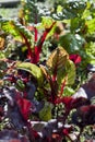 Beta Vulgaris - Purple beetroot leaves in the permaculture countryside vegetable garden during the sunny day