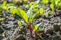 Beetroot transplant growing in the garden Royalty Free Stock Photo