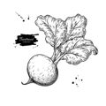 Beetroot vector drawing. Isolated hand drawn object. Vegetable engraved