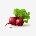 beetroot vector flat minimalistic asset isolated illustration