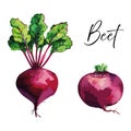 Beetroot vector illustration Royalty Free Stock Photo