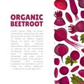 Beetroot Vegetable Crop Banner Design Design Vector Template