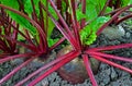 Beetroot in a vegetable garden