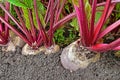 Beetroot in a vegetable garden