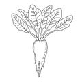 Beetroot vegetable, Line illustration. Mangelwurzel.