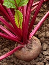 Beetroots bed Royalty Free Stock Photo