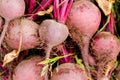 Beetroots fresh picked in home garden Royalty Free Stock Photo