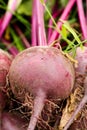 Beetroots fresh picked in home garden Royalty Free Stock Photo